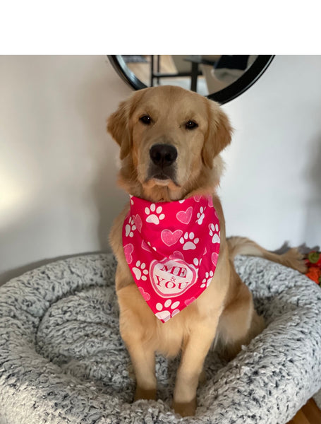 10 Valentine’s Day dog activities